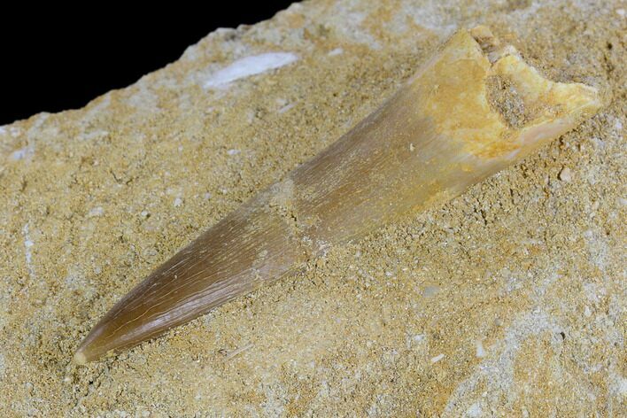 Fossil Plesiosaur (Zarafasaura) Tooth - Morocco #127416